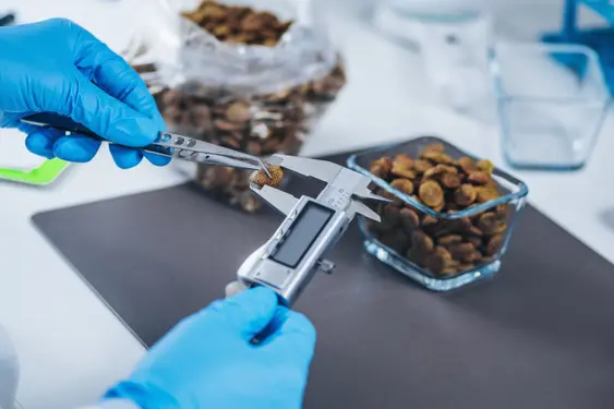 Measuring Dry Pet Food Kibble with Vernier Caliper in Laboratory