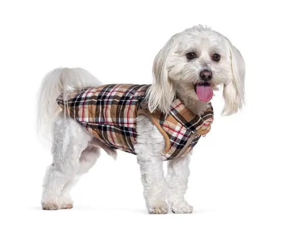 A small white dog in a patterned jacket