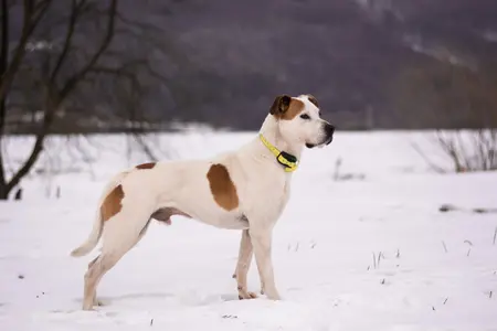 A dog wearing a shock collar