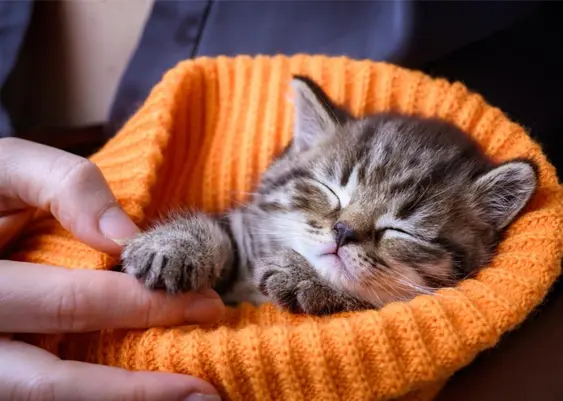 Kitten in knit hat