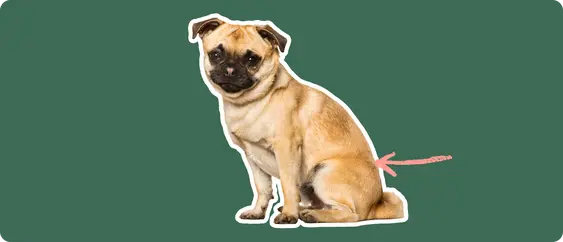 Chug breed dog with a pink arrow drawn to its hip