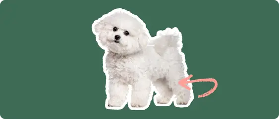 A white fluffy dog with a curly coat, standing on all fours, looking attentively to the side. A red, looping arrow points to the dog's right hip area, on a dark green background, suggesting a focus on luxating patella issues.