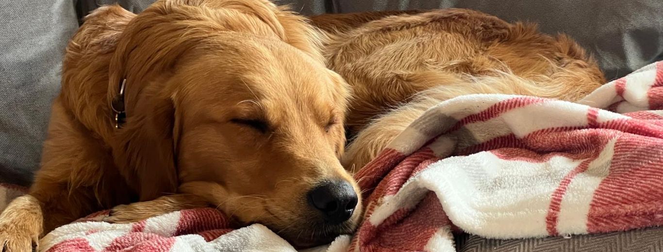 Image of a sleeping Golden Retriever