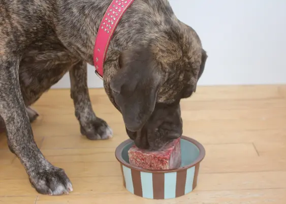 Dog eating raw food