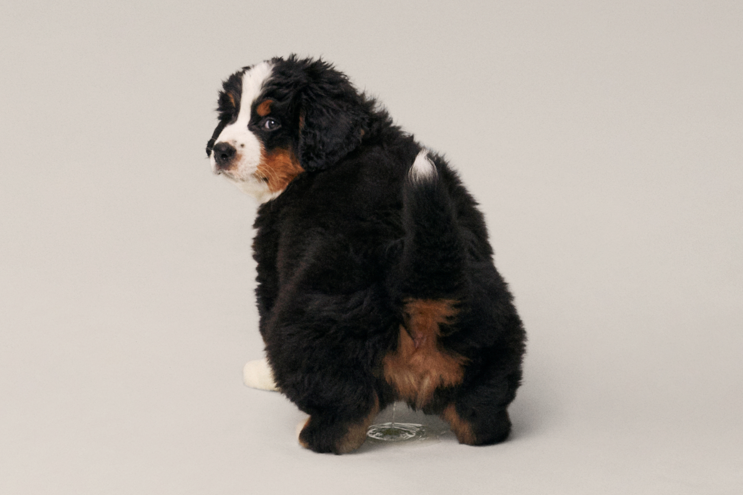 Puppy peeing on the floor