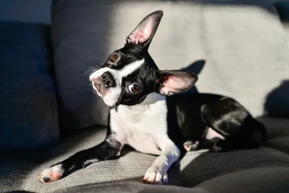 Image of a black and white dog with perked ears