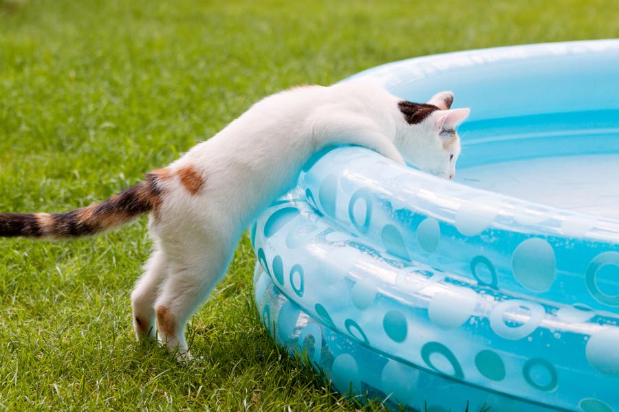 A white cat leaning into a kiddie pool outside in the grass