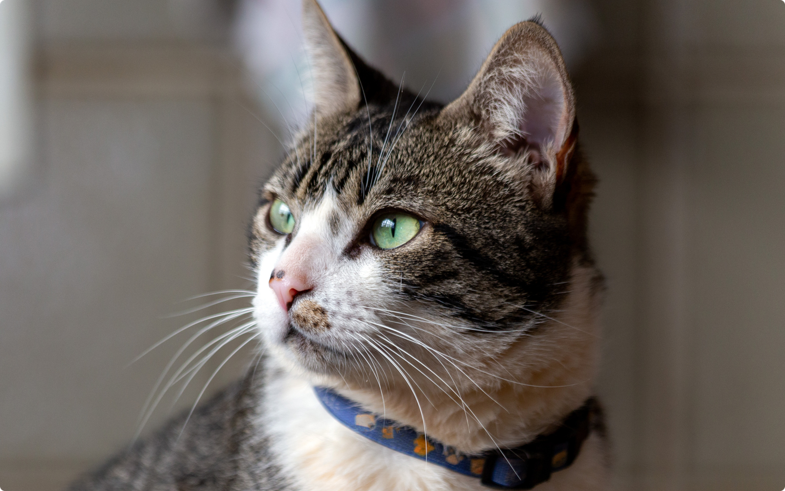 Close up an of an American Wirehair cat with green eyes wearing a blue collar