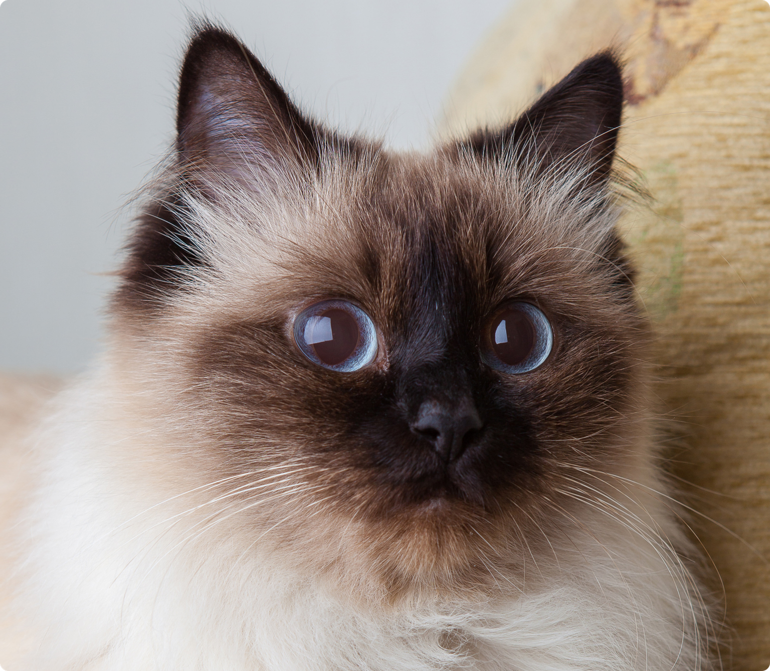 A close up of a Himalayan cat with wide blue eyes