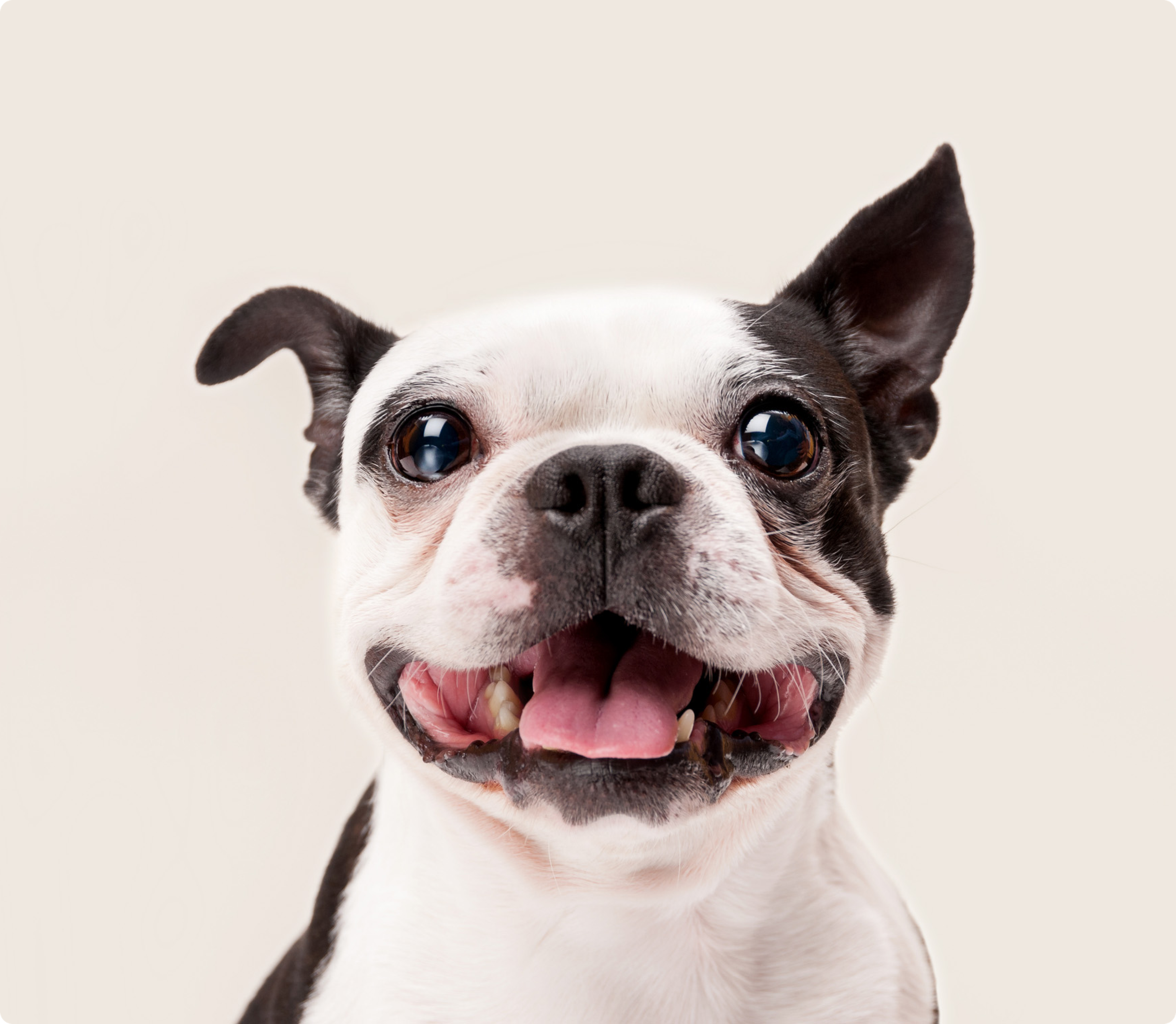 Boston Terrier
