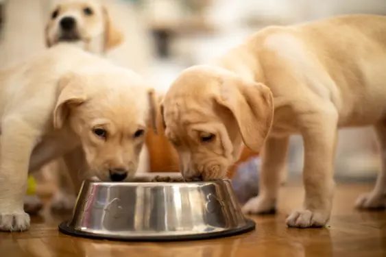Yellow labrador puppies eating from their bowl