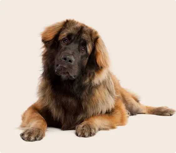 Leonberger dog on beige background