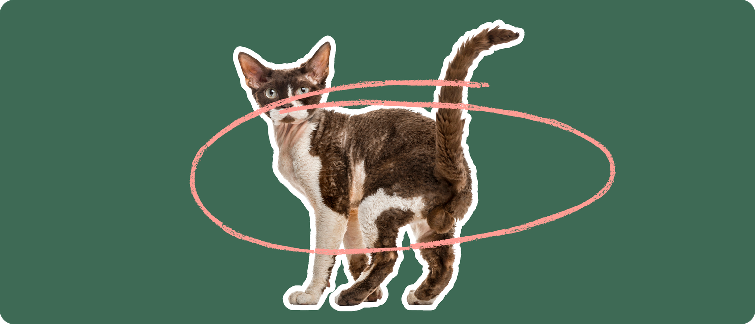 A brown and white devon rex cat, cut out with a white outline, with a pink circle around it's body, on a solid green background