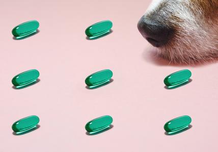 Guide to vitamin and supplements for dogs