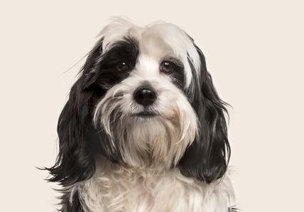 Tibetan Terrier