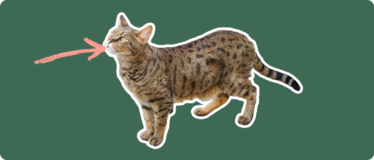 Savannah