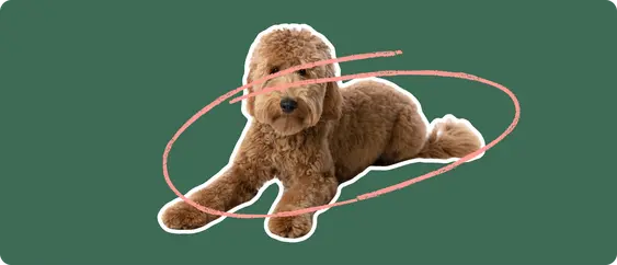 Goldendoodle
