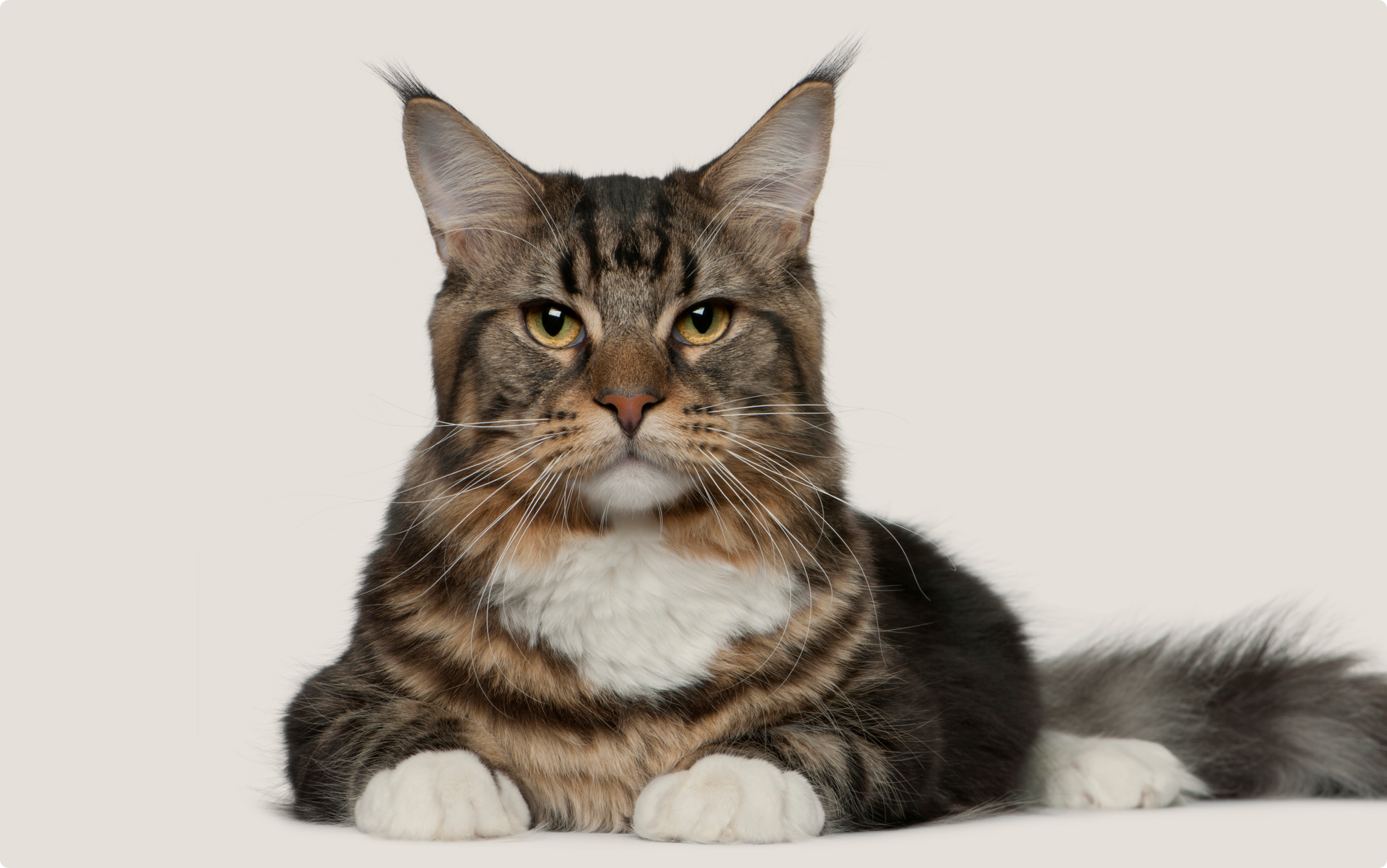 A majestic Maine Coon cat with a regal gaze, sporting striking tabby patterns and a lush white bib, sits confidently. Its sharp tufted ears and the soft, cascading fluff of its fur contrast with the light background.