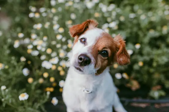 Image of a brown-and-white Jack Russell tilting their head