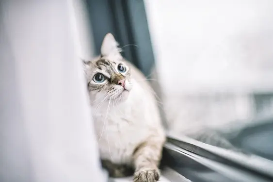 A grey cat staring out of the window