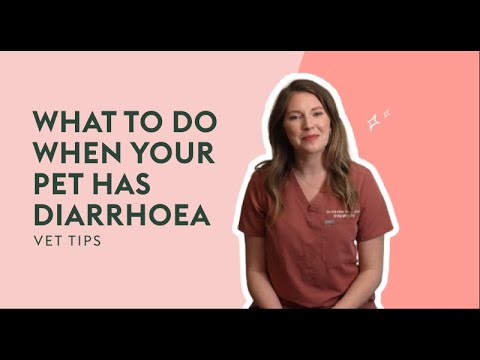 What To Do When Your Pet Has Diarrhoea | Vet Tips