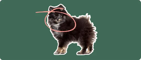 Pomeranian