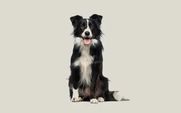 Border Collie hero image