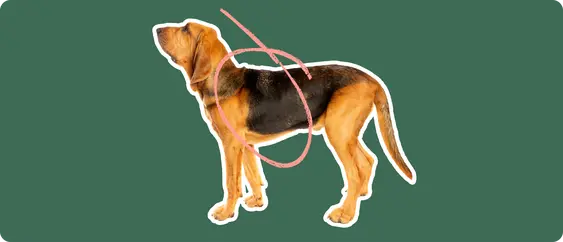 The sideview of a Bloodhound dog cut out with a white outline, with a pink circle around the front half of his abdomen, on a solid green background
