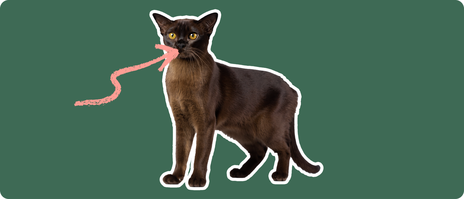 Burmese