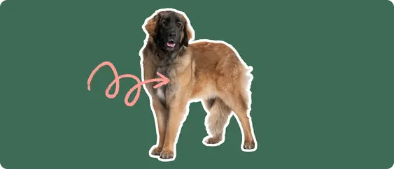 Leonberger dog with a pink arrow drawn to its chest
