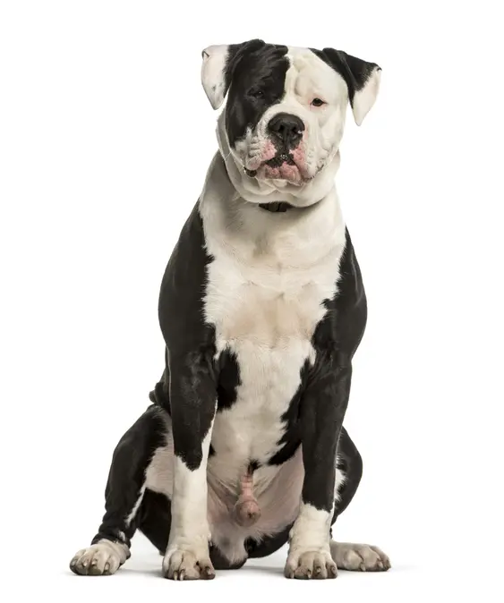 American Bulldog