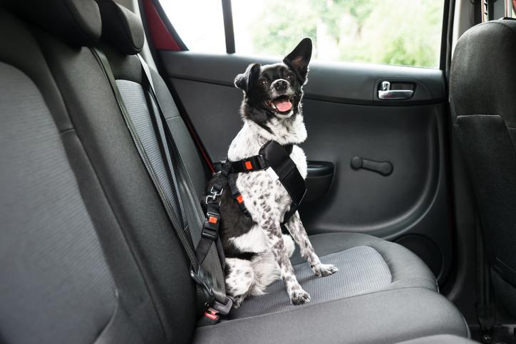 Dog sitting in car with a harness on