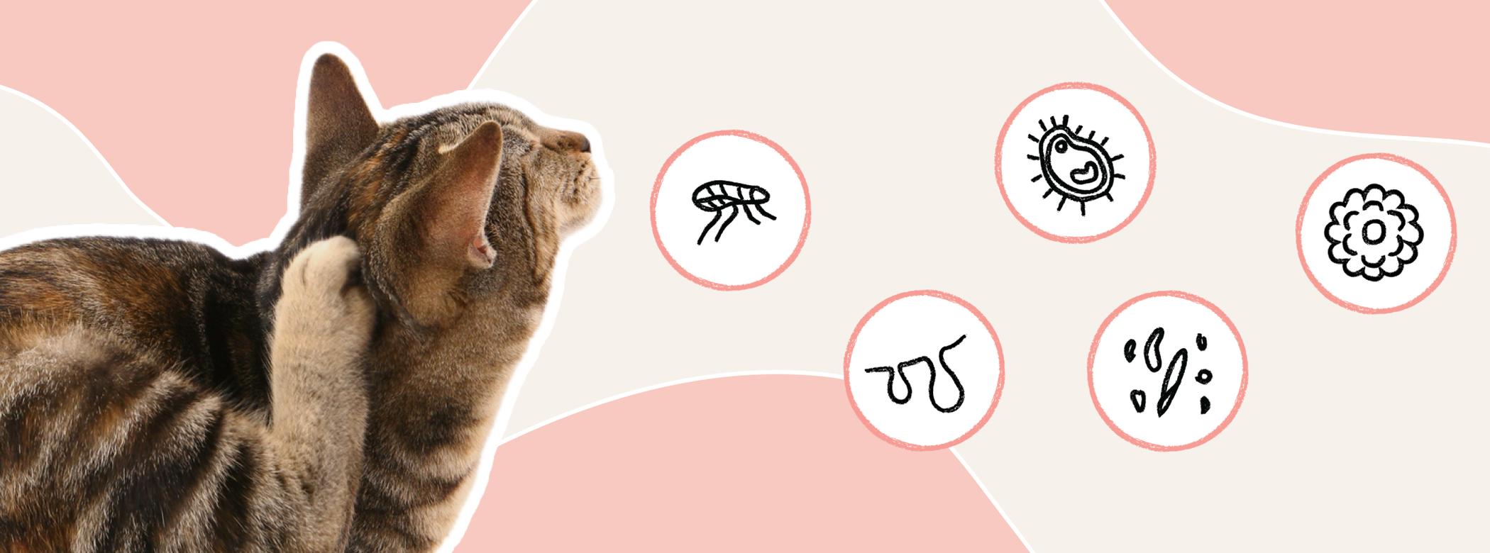 A cut out of a cat scratching it's ear, with bubbles floating next to it, in each bubble is an illustration of a germ or parasite
