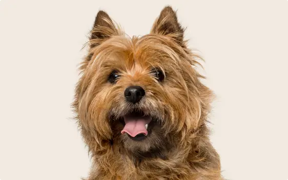 Image of a light brown Cairn Terrier looking into the camera