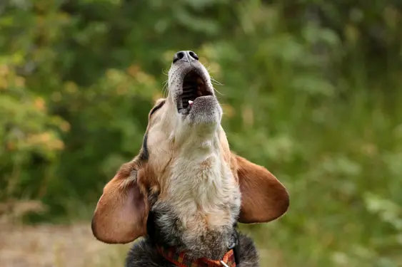 Dog barks while looking upwards, they're outdoors