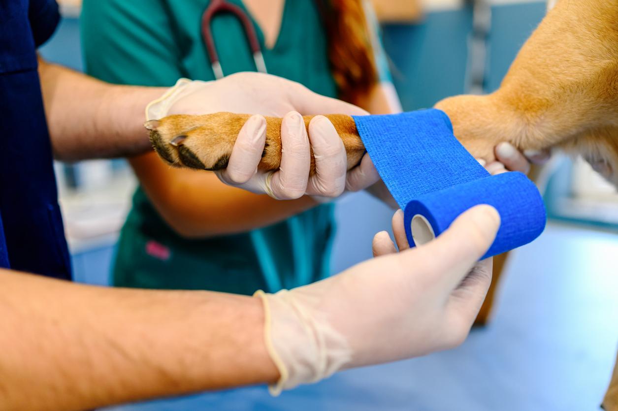 Veterinarian bandaging paw of the dog at the vet clinic
