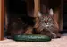 cat with cucumber