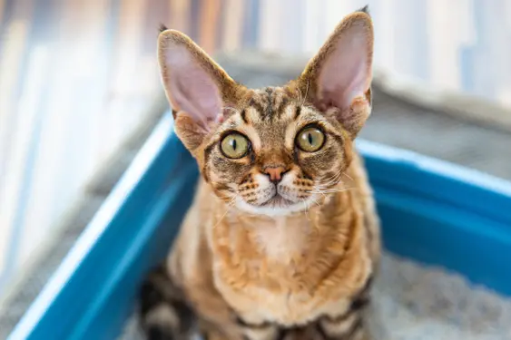 High Angle View of Beautiful Devon Rex Cat Sitting on Moisture Absorbent Sand in Litter Box