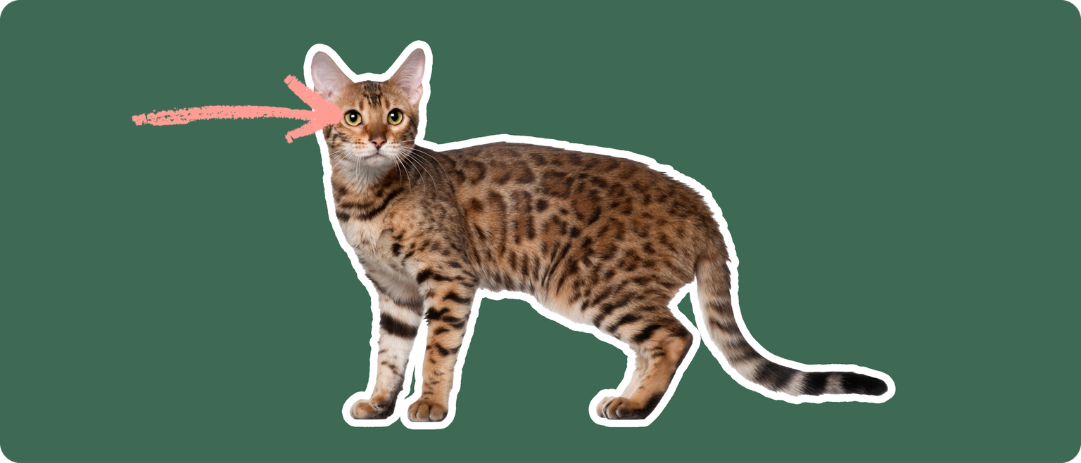 An alert Bengal cat with a distinctive leopard-like spotted coat stares directly ahead. A pink arrow points to its clear, bright eyes against a deep green background, indicating a focus on eye disorders common in the breed.