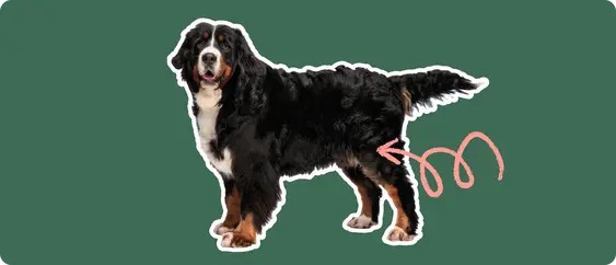 Image of a black-and-brown Bernese Mountain Dog with a pink arrow drawn to its hip