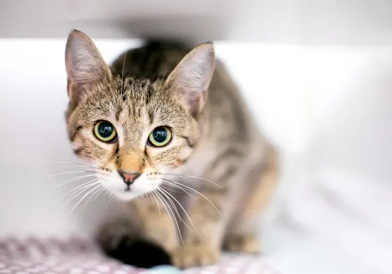 A wide eyed tabby cat in a crouching position
