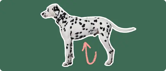 Image of a black-and-white Dalmatian with a pink arrow draw to its stomach