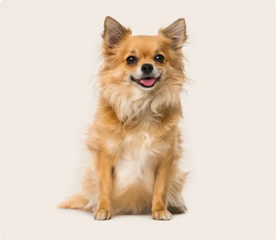 A fluffy golden long-haired Chihuahua sits and smiles against a beige background.