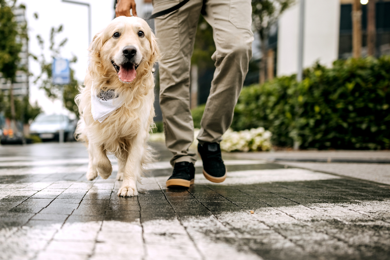 Golden Retriever with mouth open on a walk outside