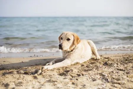 Image of a Labrador lying on the beach