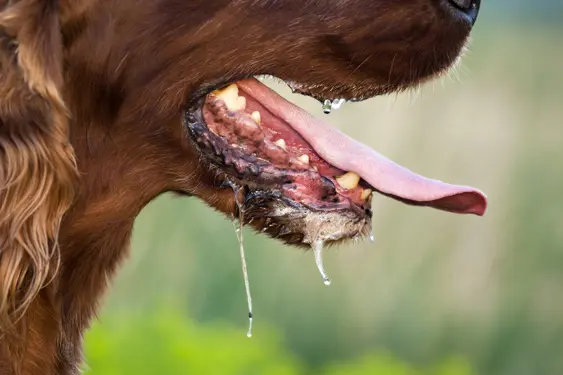 dog drooling and panting