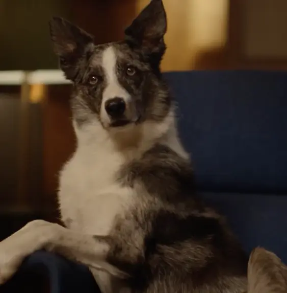 Collie Tuggi