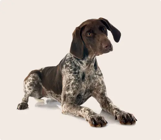 German shorthair pointer