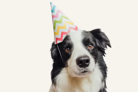 A close-up of a black and white Border Collie wearing a colorful party hat, looking straight ahead with a curious gaze.