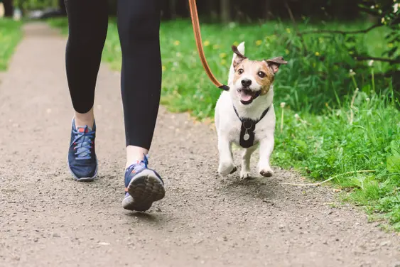 A Jack Russell Terrier on a leash joyfully running alongside its owner, who is partially visible to the left wearing black leggings and blue running shoes. The setting is a lush green park path.
